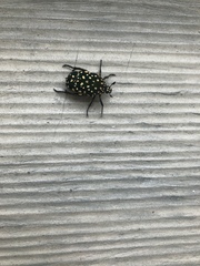 Protaetia niveoguttata