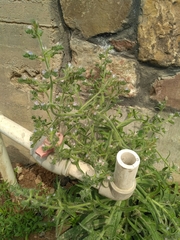 Echium italicum biebersteinii