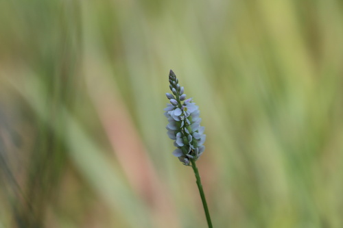 Polygala ambigua iNat (1)