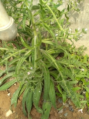 Echium italicum biebersteinii