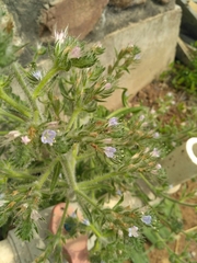 Echium italicum biebersteinii