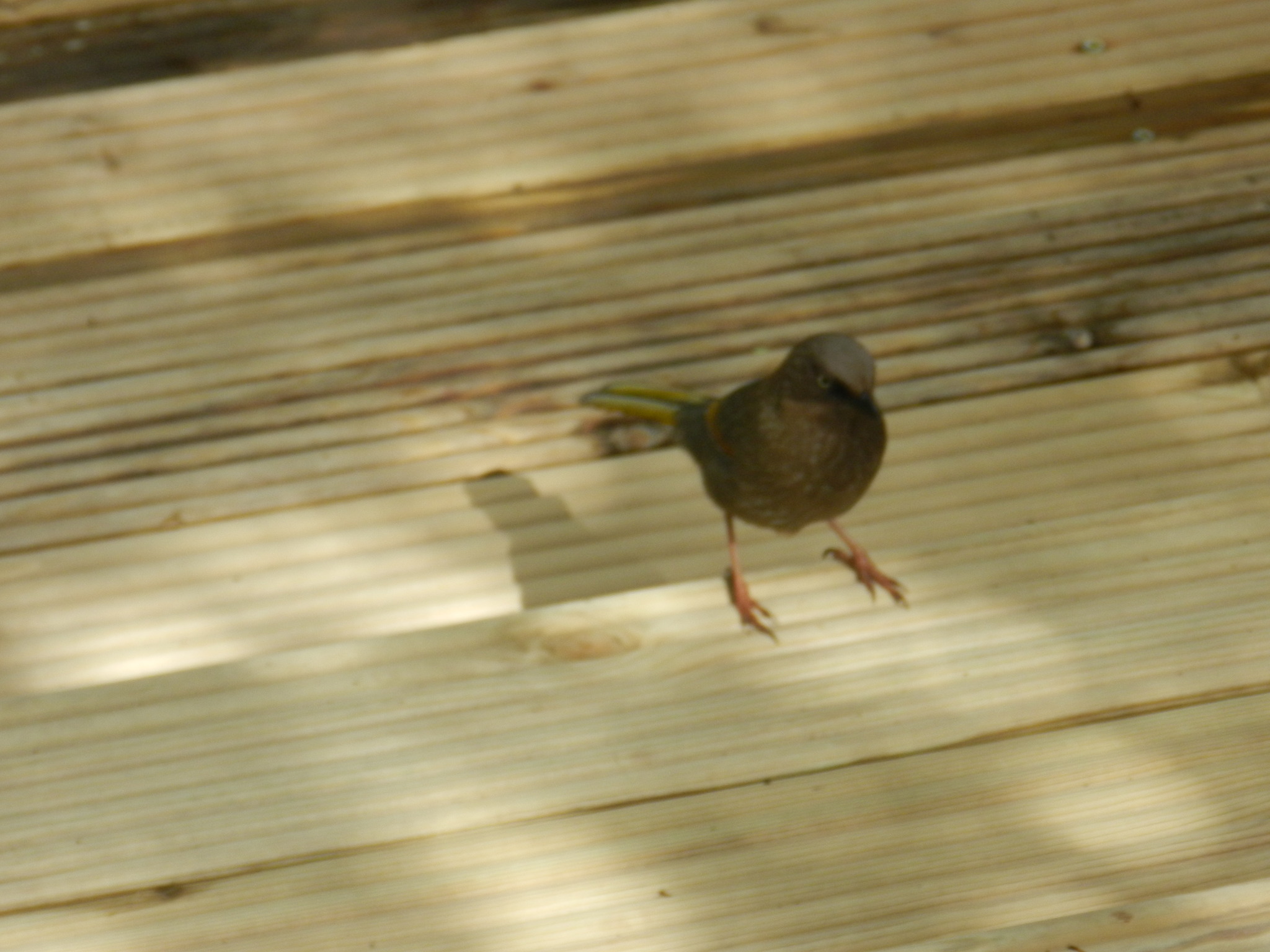 Elliot's Laughingthrush
