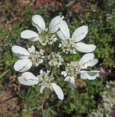 Orlaya grandiflora
