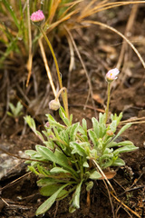 Erigeron flagellaris