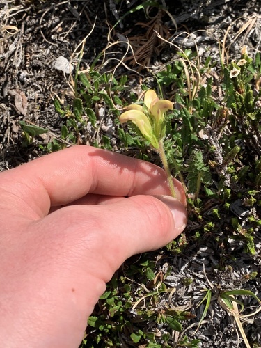 Image of Capitate Lousewort by no rights reserved
