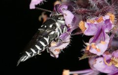 Coelioxys albolineatus