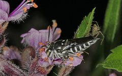 Coelioxys albolineatus
