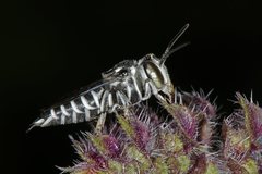 Coelioxys albolineatus