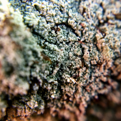 Leprocaulon americanum