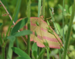 Rhodostrophia calabra