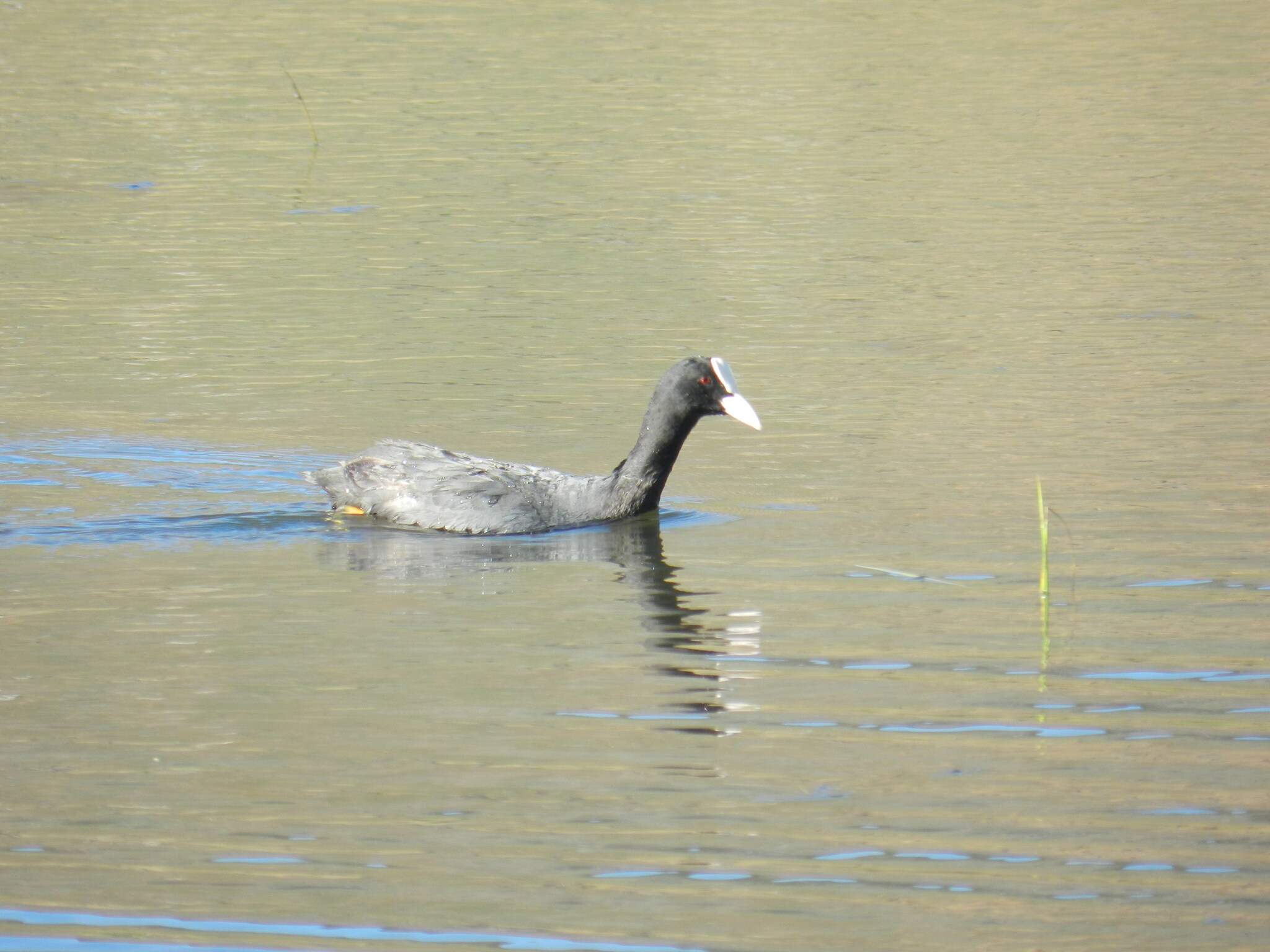 Eurasian Coot