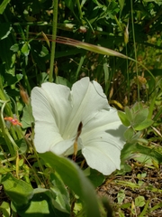 Calystegia subacaulis