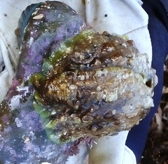 Dolabrifera brazieri