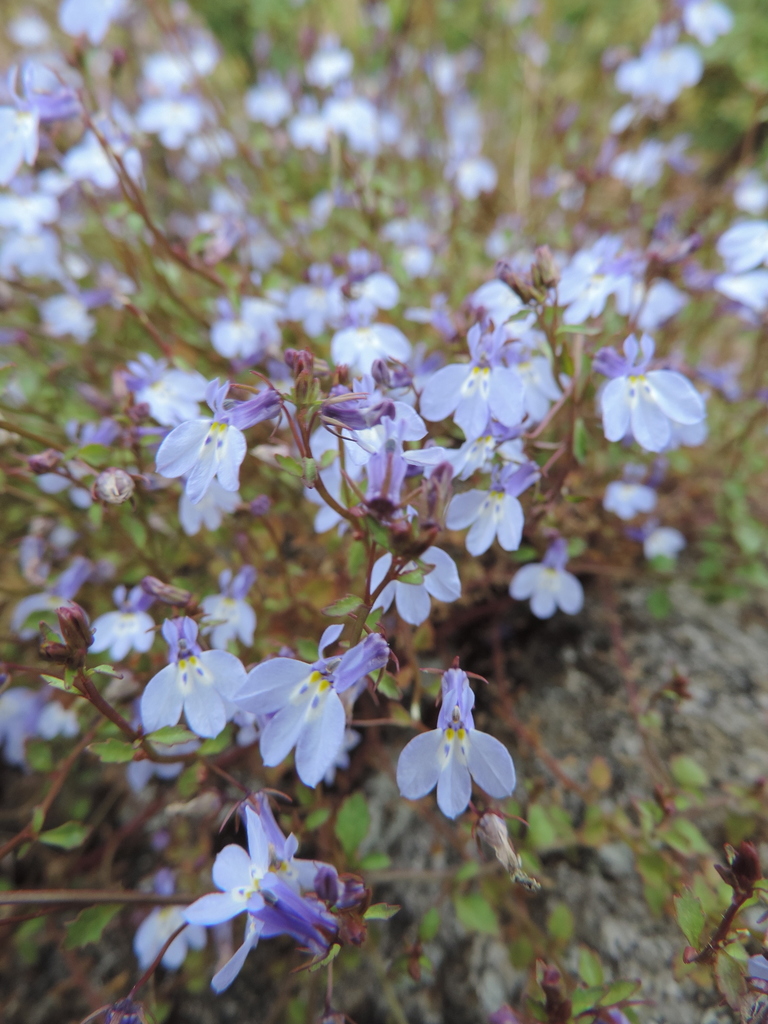 Lobelia trullifolia