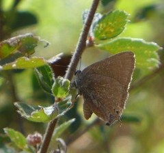 Satyrium tetra