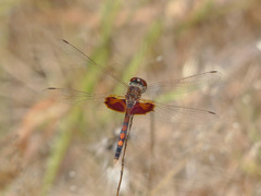 Celithemis amanda