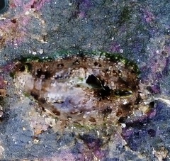 Dolabrifera brazieri