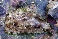 Dolabrifera brazieri