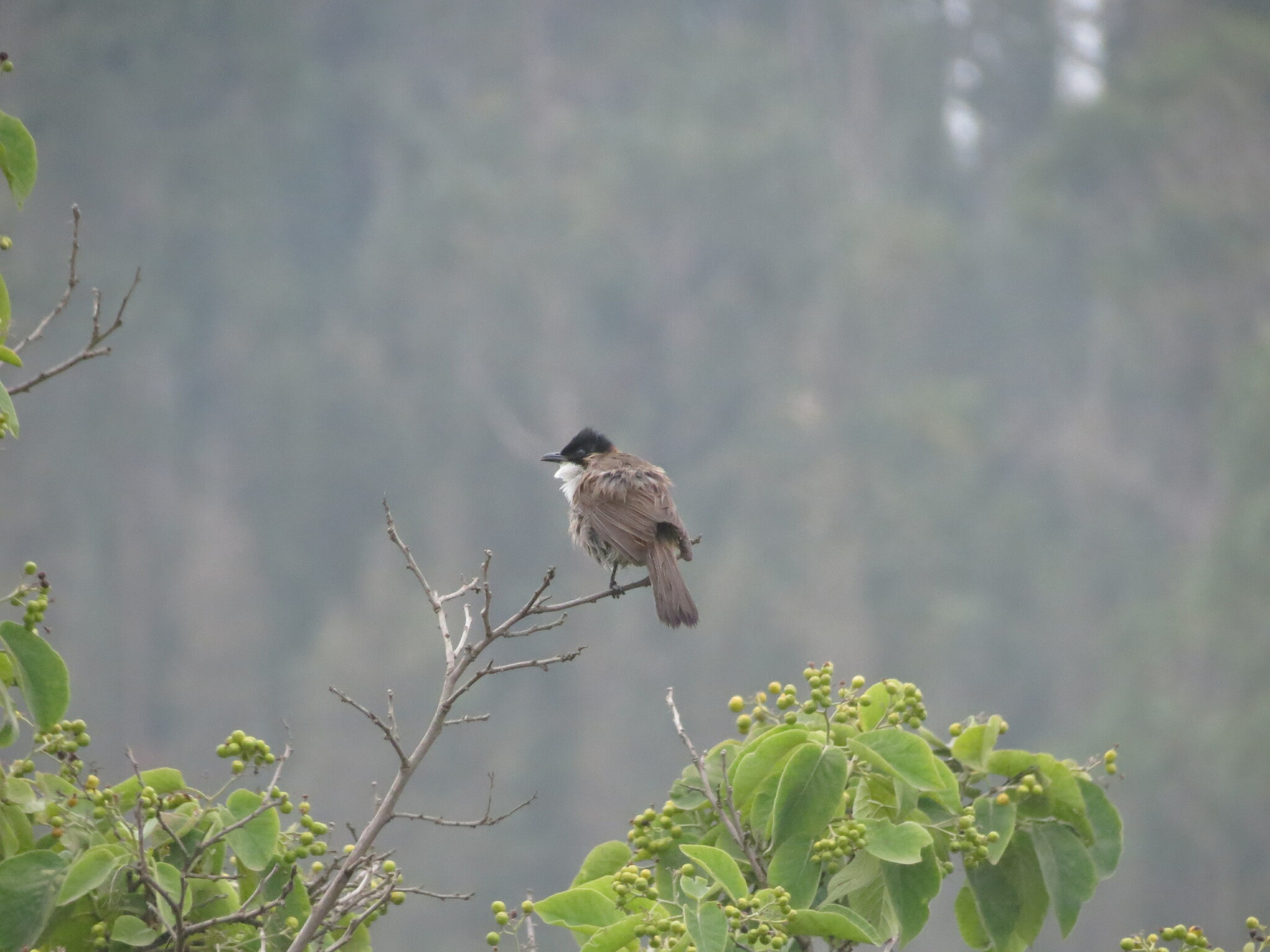 Brown-breasted Bulbul