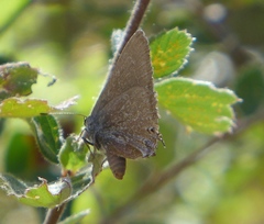 Satyrium tetra