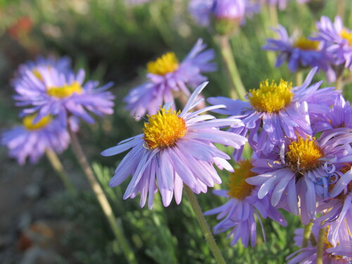 Image of Erigeron pinnatisectus by (c) Anders Hastings, some rights reserved (CC BY)