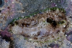 Dolabrifera brazieri