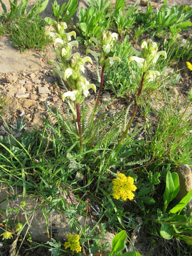 Image of Pedicularis parryi by (c) Anders Hastings, some rights reserved (CC BY)