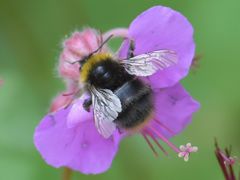 Bombus pratorum