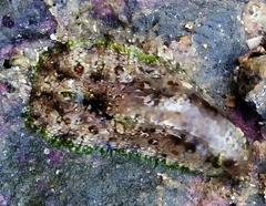 Dolabrifera brazieri