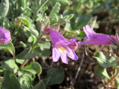 Image of Penstemon harbourii by (c) Anders Hastings, some rights reserved (CC BY)