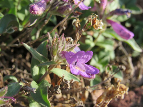 Image of Penstemon harbourii by (c) Anders Hastings, some rights reserved (CC BY)