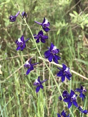 Delphinium hesperium