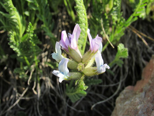 Image of Oxytropis borealis by (c) Anders Hastings, some rights reserved (CC BY)