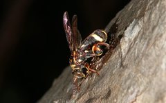 Leucospis