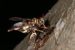 Leucospis