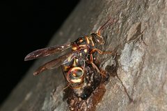 Leucospis