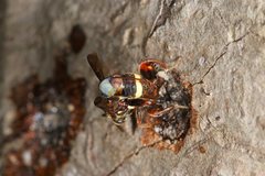 Leucospis