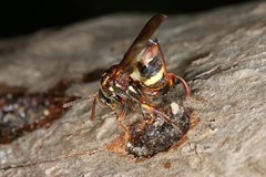 Leucospis