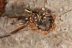 Leucospis