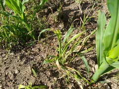Zea mays mays