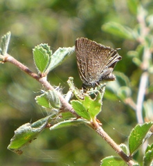 Satyrium tetra