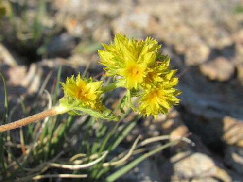 Image of Ivesia gordonii by (c) Anders Hastings, some rights reserved (CC BY)