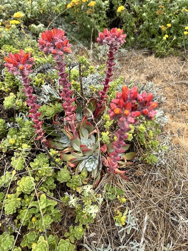 Dudleya palmeri