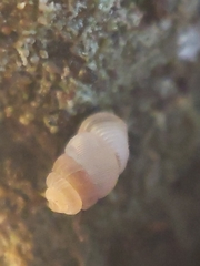 Diplommatinidae