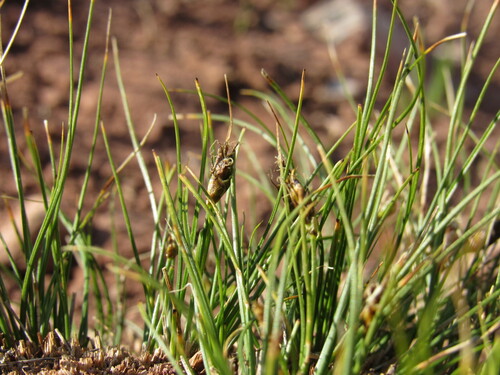 Nard Sedge (Carex nardina)