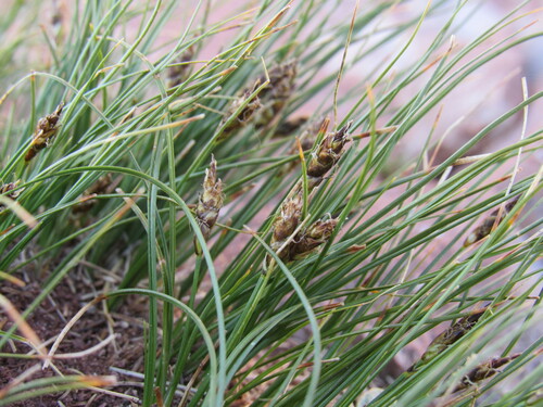 Image of Carex nardina by (c) Anders Hastings, some rights reserved (CC BY)