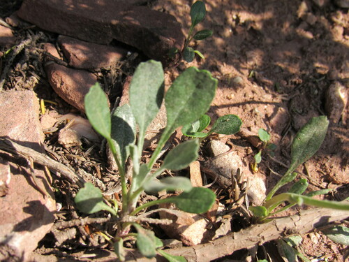 Image of Packera werneriifolia by (c) Anders Hastings, some rights reserved (CC BY)