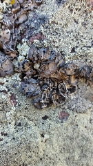 Umbilicaria virginis