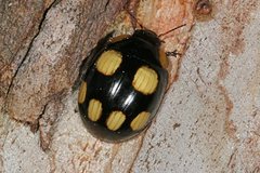 Paropsisterna sexpustulata