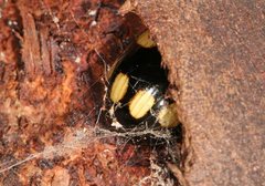 Paropsisterna sexpustulata